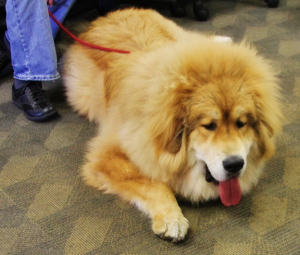 Hi. I'm a Tibetan Mastiff.