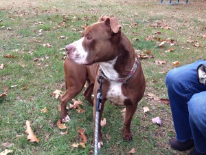 Shawna at the park! ADOPTED!