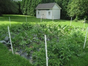 Vic’s luscious garden midsummer in its prime. We snapped this one in 2011, before the critters became so brazen.