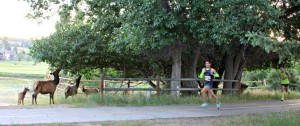 The elite runners (and my husband) got to see some elk on the course! 