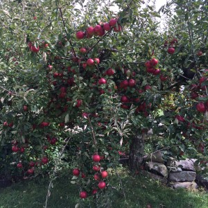 LOTS of MacIntosh apples.