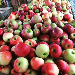 A variety of apples are on display at Schutt's Apple Mill, just a few miles form my house. Their cider is ah-maz-ing.
