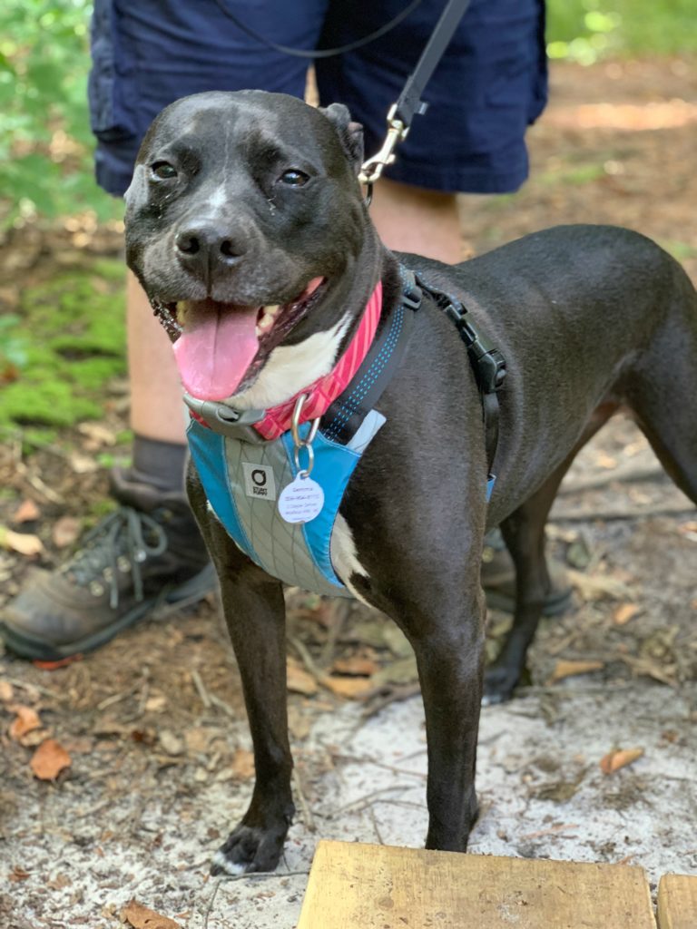 Dog wearing Stunt Puppy Go Dog Glo Harness