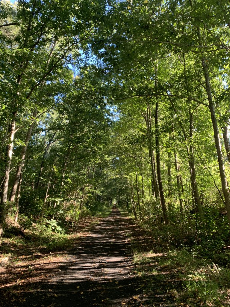 Trees lining trail.