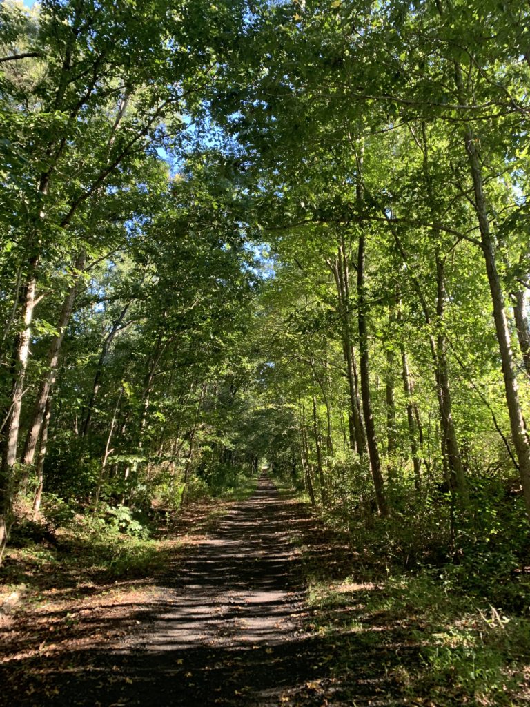 Trees lining trail.